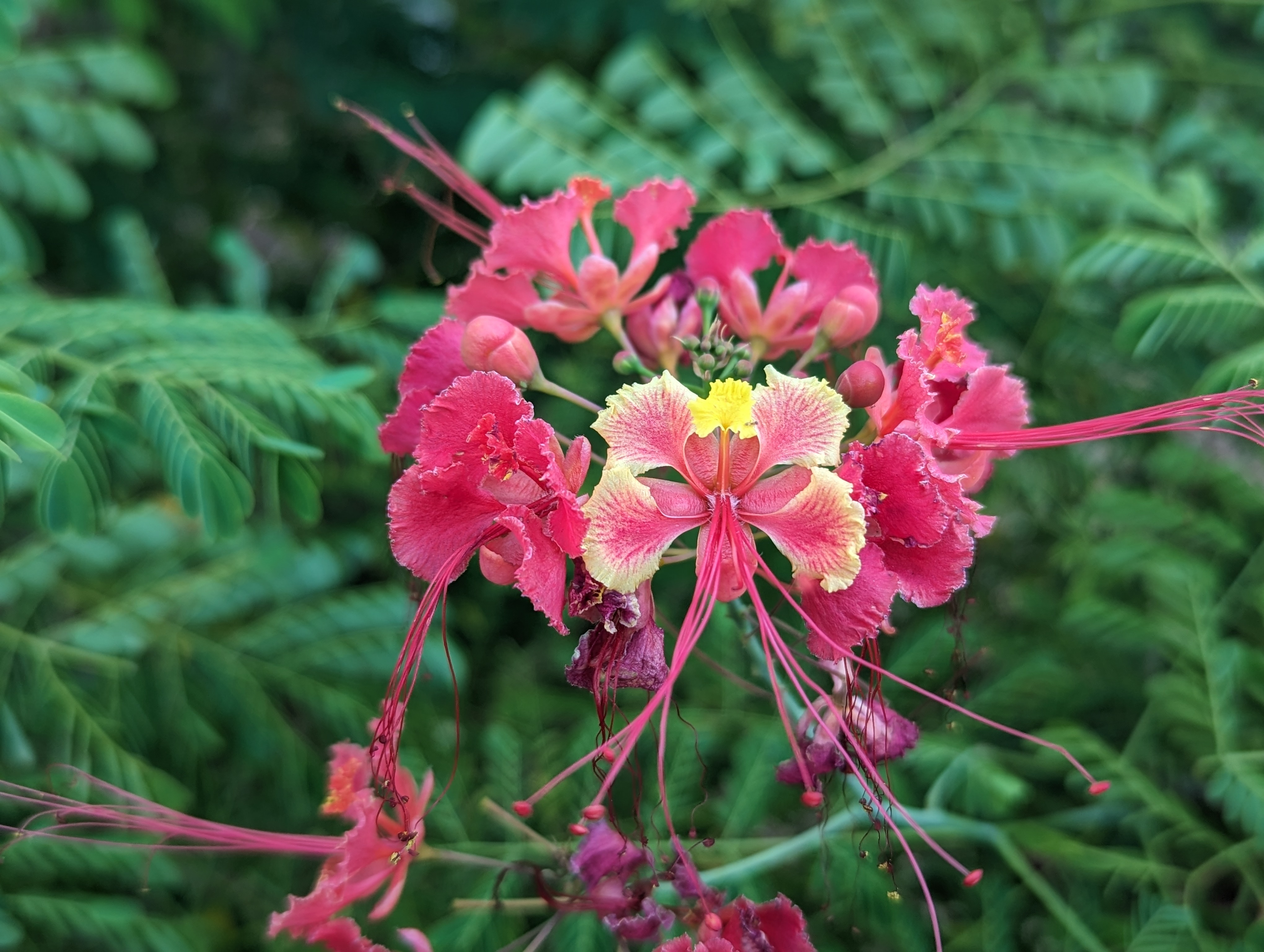 Dwarf Royal Poinciana - pink variety