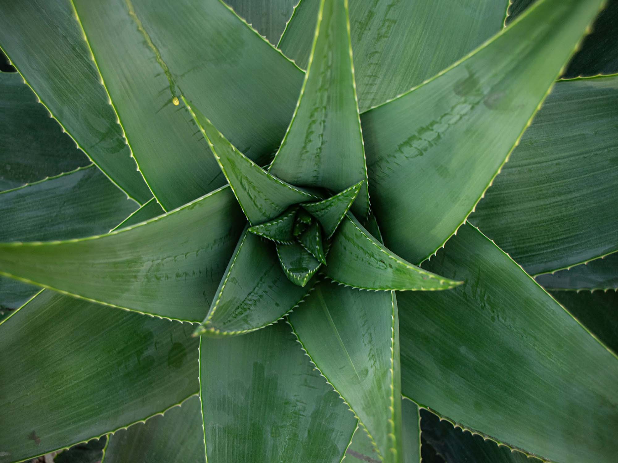 Aloe-vera